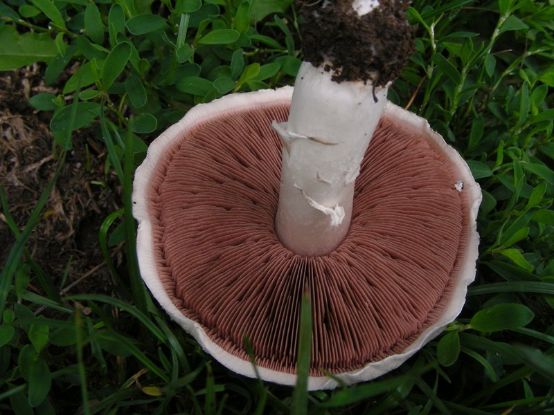 Agaricus campestris?